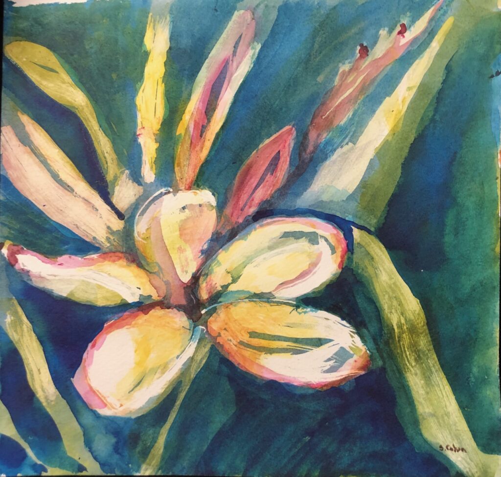 Plumeria