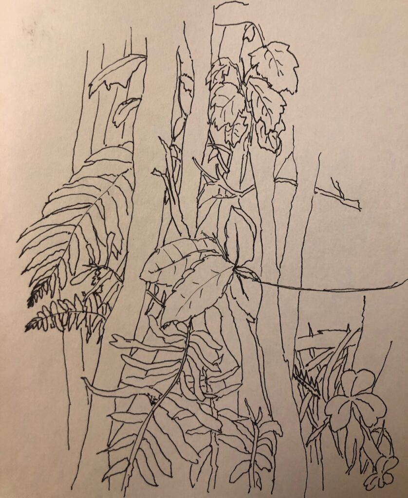 Observational sketch