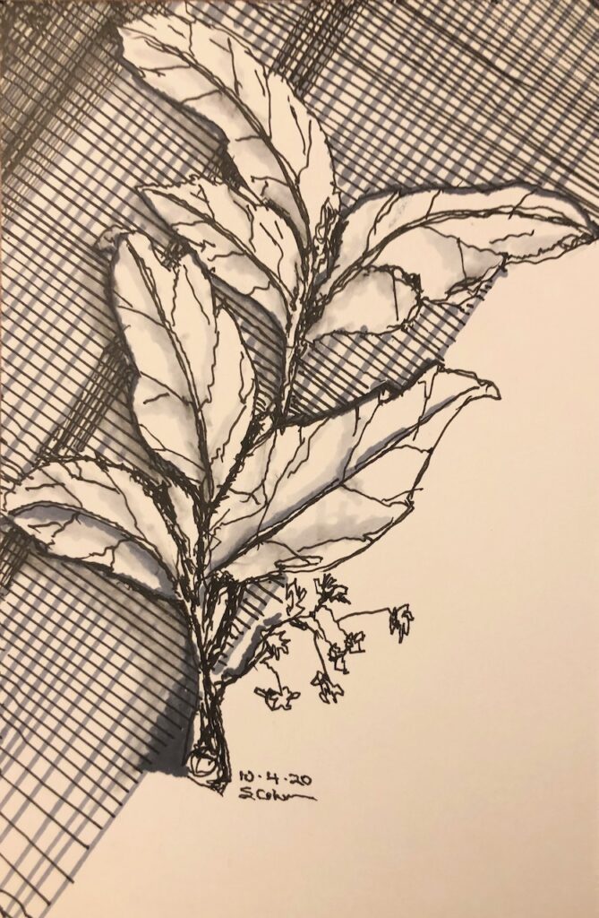 Observational sketch